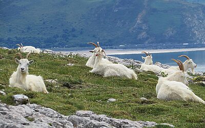 The Famous Goats of Llandudno: How Feral Goats Became Local Celebrities