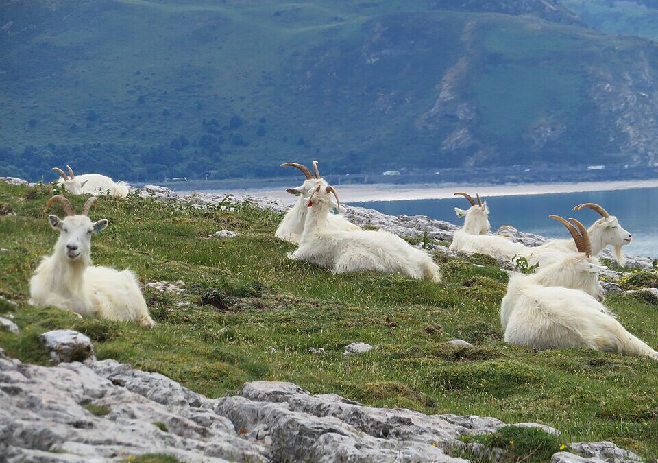 The Famous Goats of Llandudno: How Feral Goats Became Local Celebrities